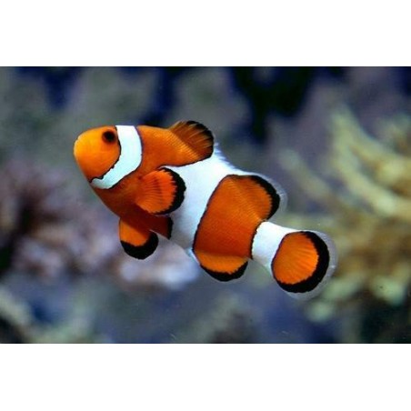 OCELLARIS CLOWN TB - AMPHIPRION OCELLARIS