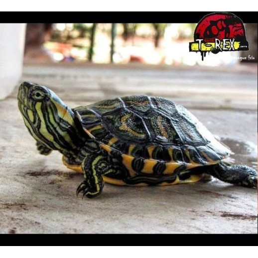 Tartaruga Tigre Dagua lâmpada