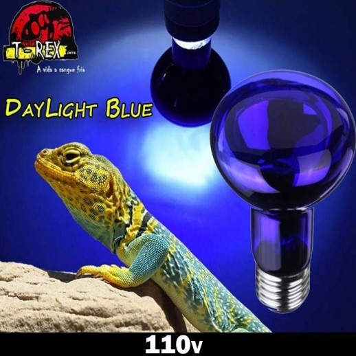 Lampada dia repteis iguana