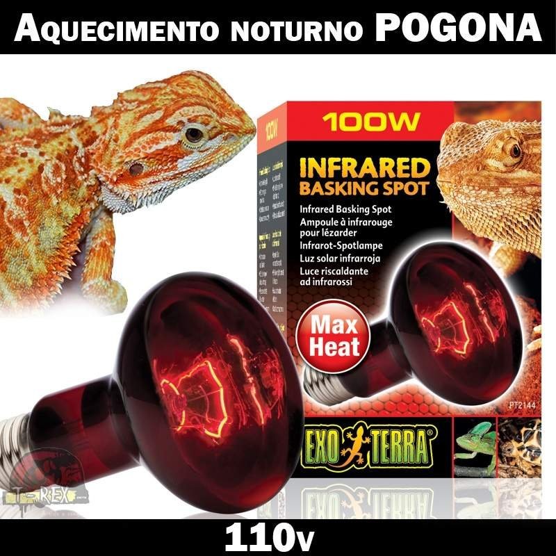 Lâmpada Aquecimento Dragão Barbado