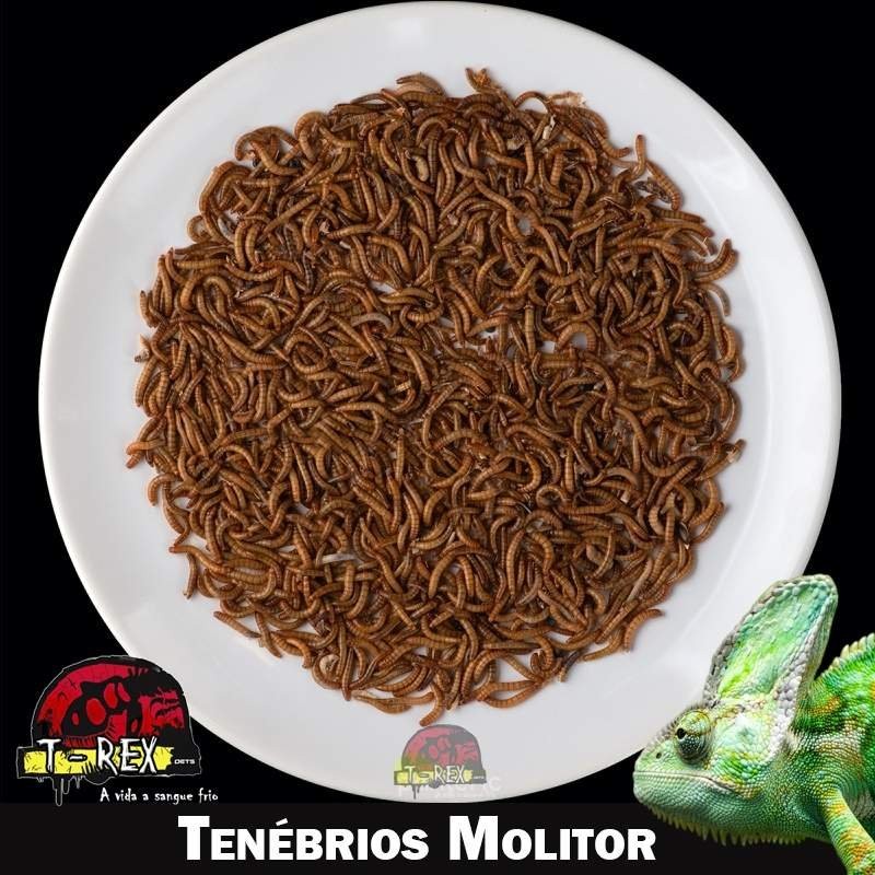 comprar Larvas de tenébrios vivas
