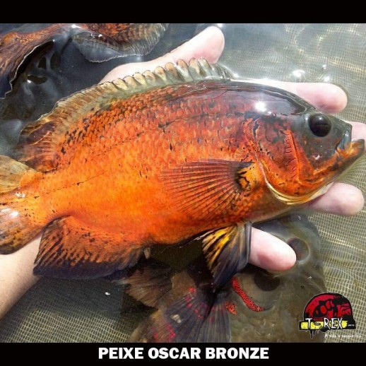 Comprar Peixe Oscar Bronze