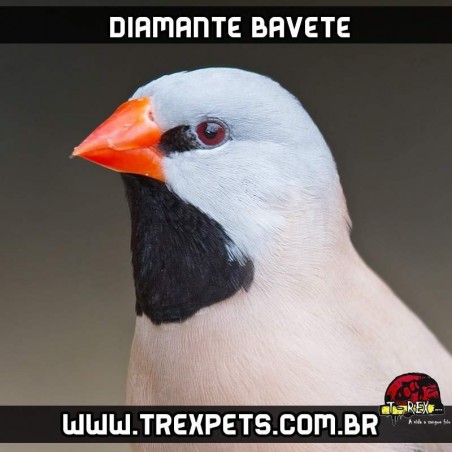 comprar passarinho diamante bavete