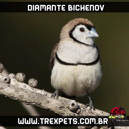diamante corujinha a venda