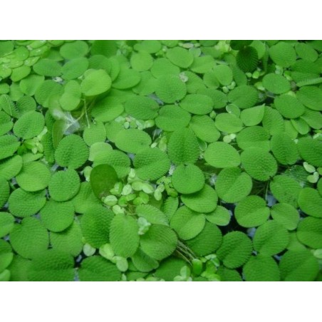 Salvínia auriculata