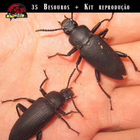 Besouro de tenébrio para comprar