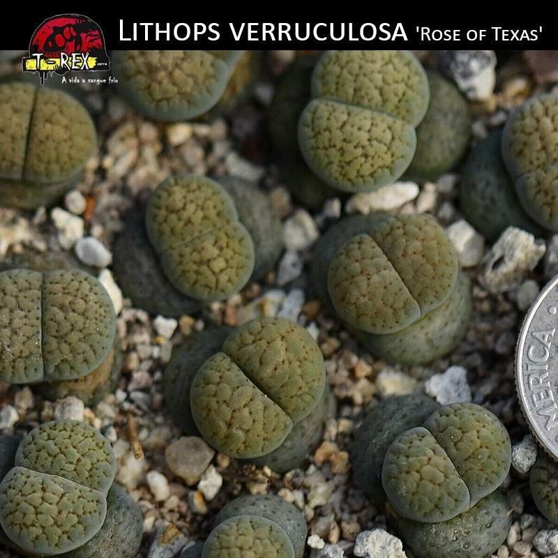 Pedra Viva Lithops