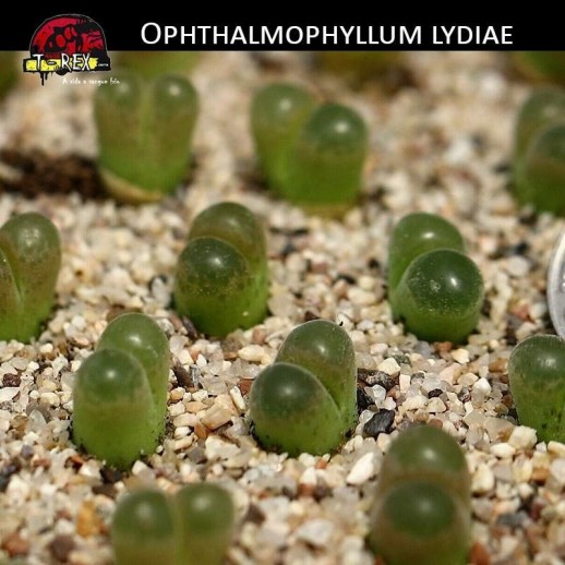 Pedras Vivas Lithops