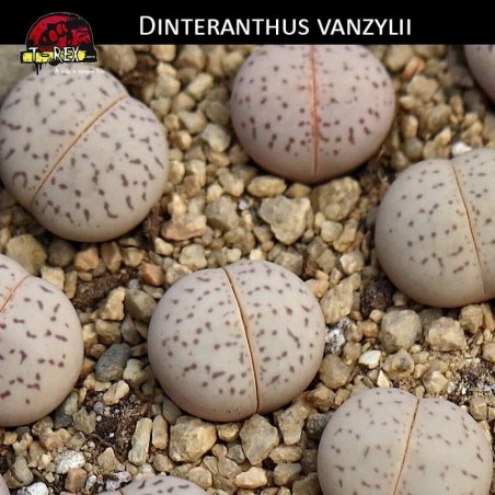 Muda Lithops Branco