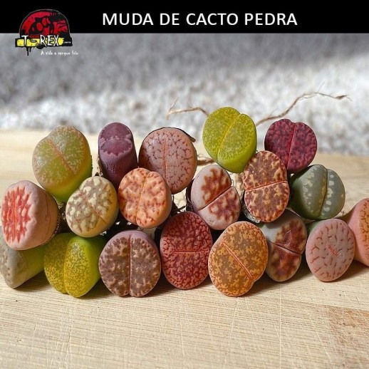 Mudinha de Cacto Pedra Lithops