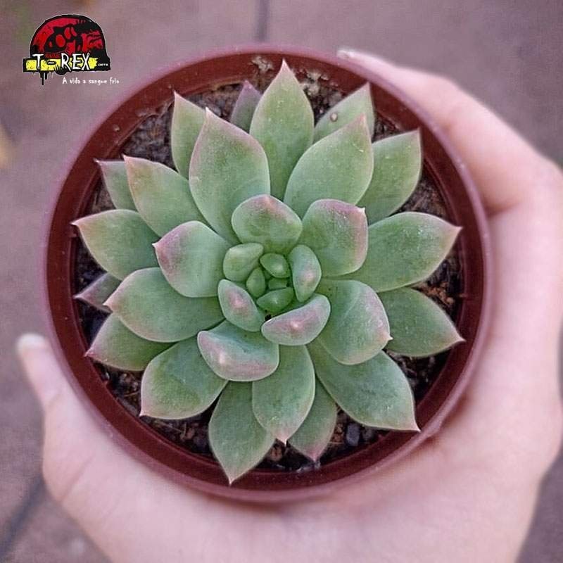 comprar suculenta echeveria alba