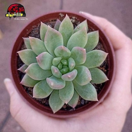 comprar suculenta echeveria alba