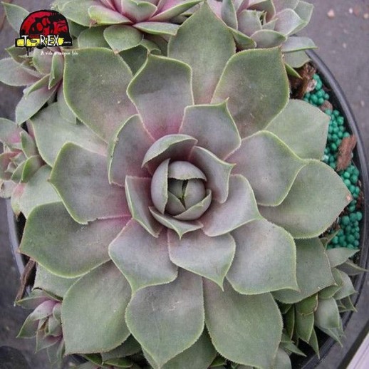 comprar suculenta sempervivum silverine