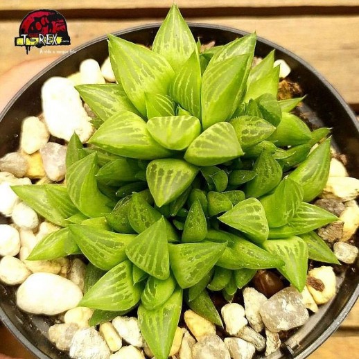 Planta suculenta HAWORTHIA...