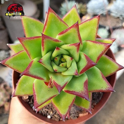 comprar suculenta echeveria agavoides lipstick