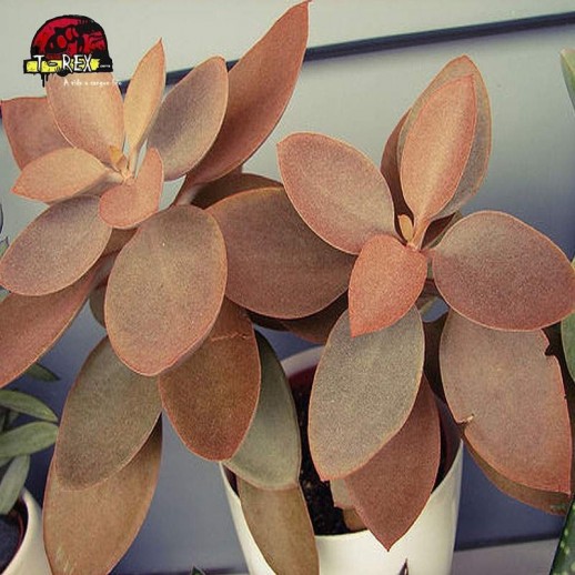 comprar muda de suculenta kalanchoe orgyallis