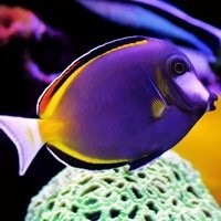 Tangs