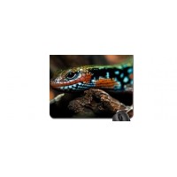 Mouse Pad Exotic