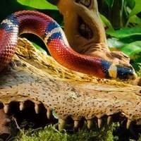 Kit Serpentes