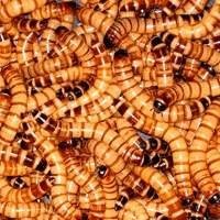 Alimento Vivo