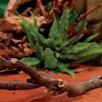 Plantas e Cactos